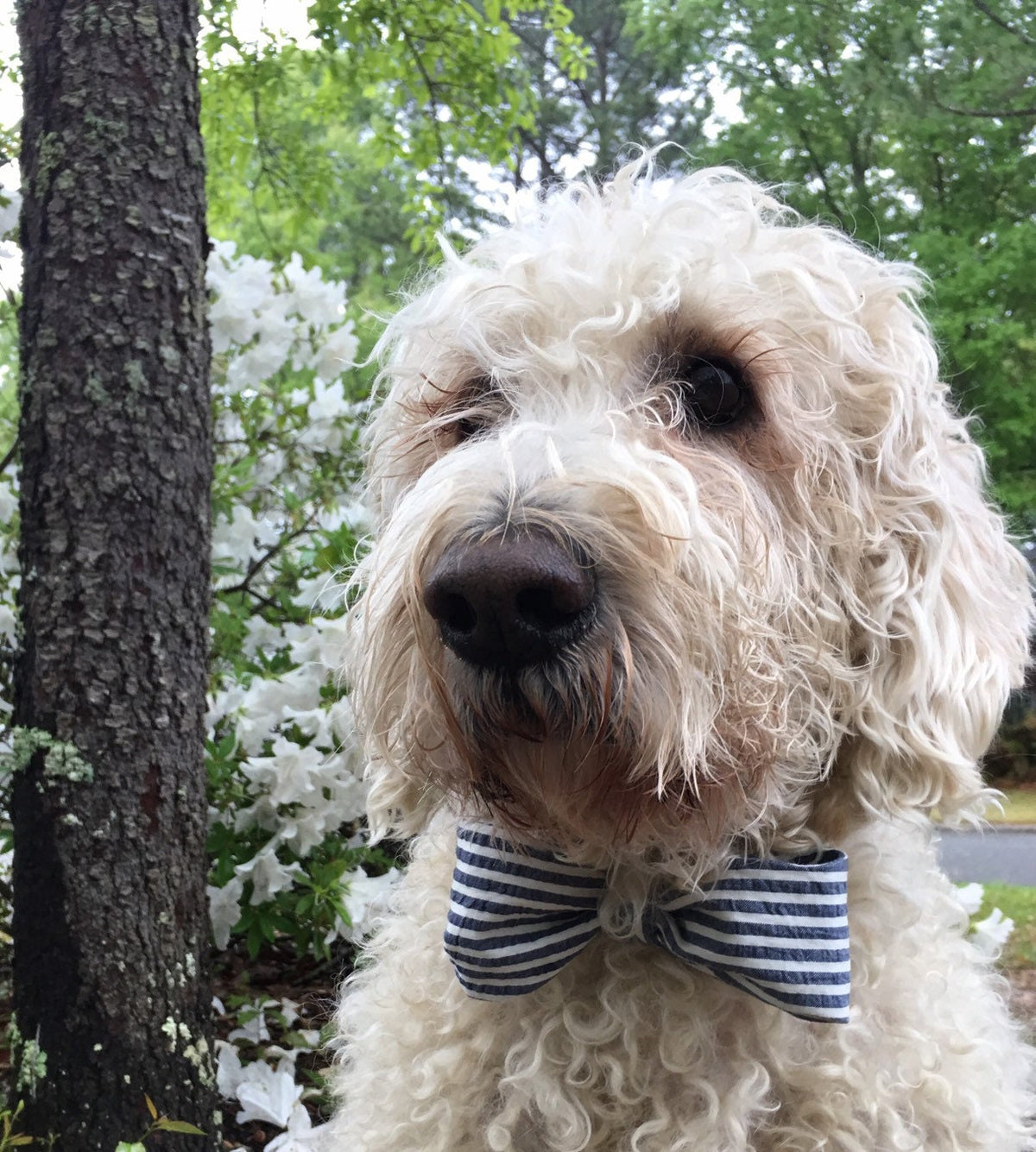 Seersucker bowtie