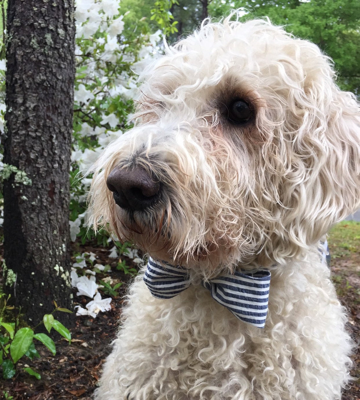 Seersucker bowtie