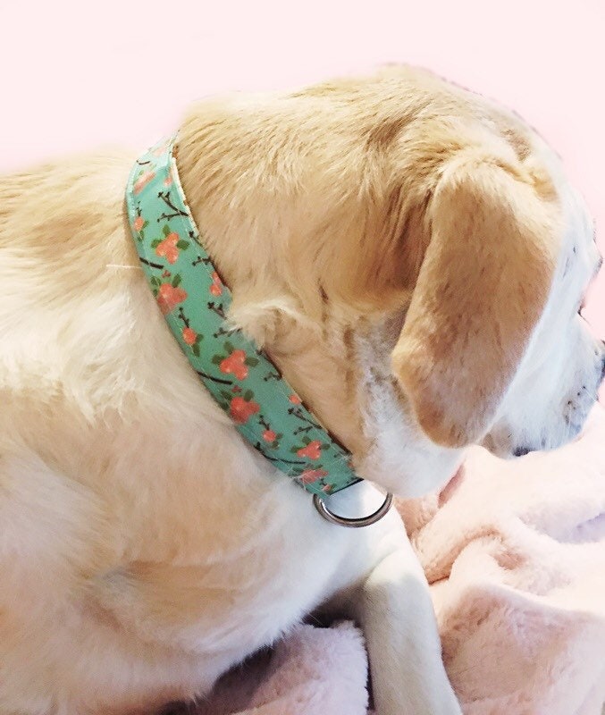 Elephant print dog collar
