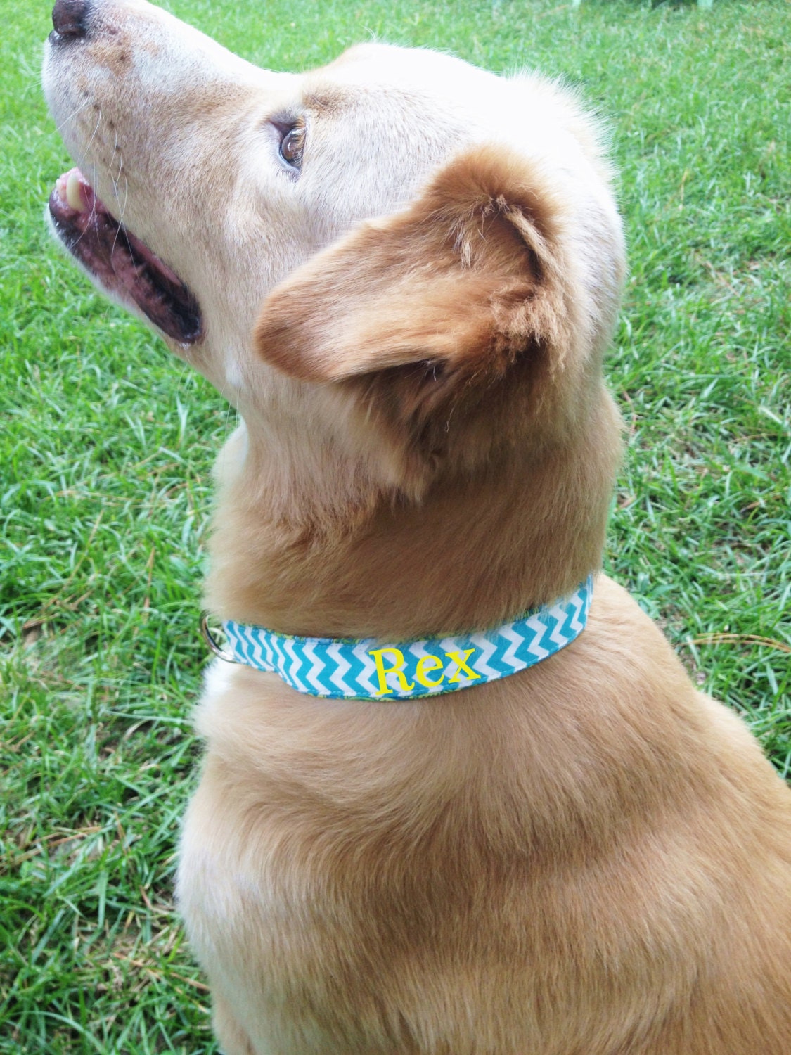 Monogrammed Dog Collar,Auburn dog collar,  personalized dog collar, monogrammed dog collar