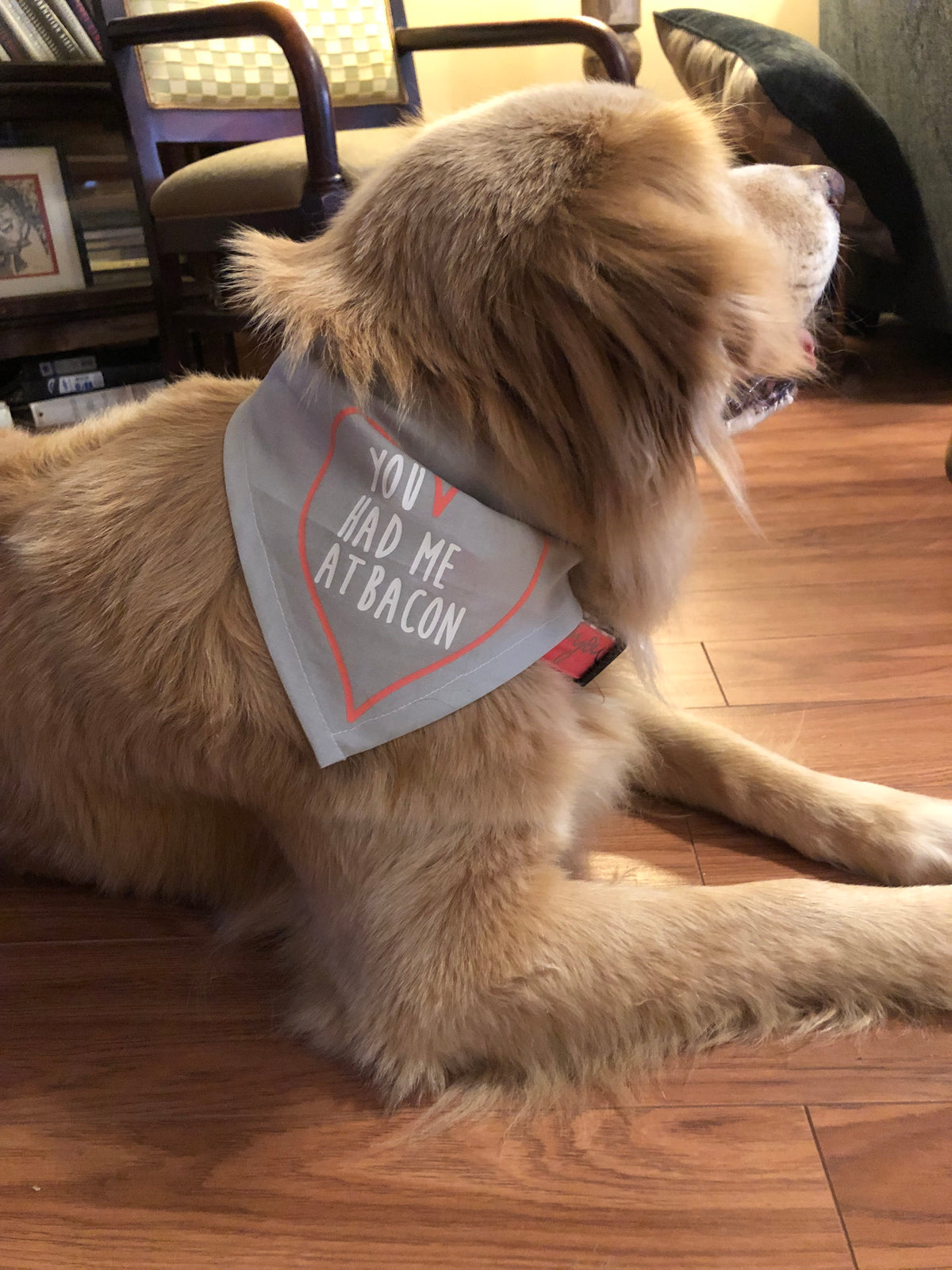 Valentines dog bandana, you had me at bacon