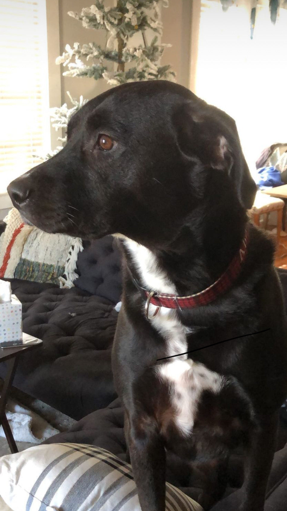 Plaid dog collar