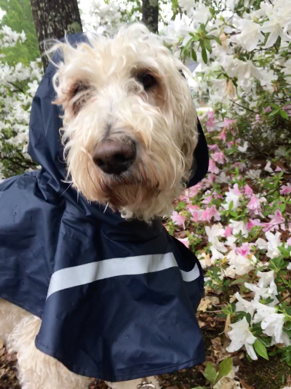 dog raincoat dog coat pet clothes dog raincoat